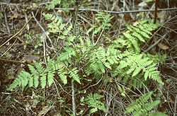 Dryopteris carthusiana