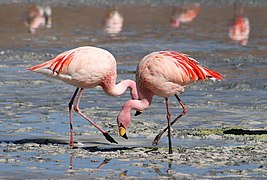 Phoenicopterus andinus Flamenco