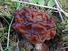 Gyromitra esculenta BPN1.jpg