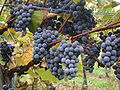 Grappes de gamay N.