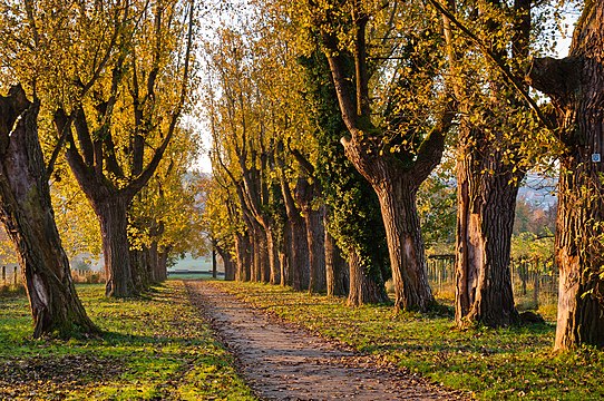 Allée in the botanical garden of the University of Hohenheim.