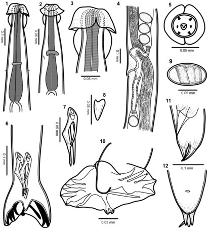 Lichaamsbouw van Torrestrongylus tetradorsalis. 1: Voorste uiteinde van mannetje, buikaanzicht, met de farynx en de relatieve posities van de zenuwring en deiriden (sensorische papillen als tastorgaan in het laterale cervicale gebied); let op scheiding van cuticulaire projectie in voorste blaasje. 2: Voorste uiteinde van vrouwtje, zijaanzicht, dat de relatieve posities van de zenuwring, deiride en uitscheidingsporie toont; let op continue cuticulaire expansie in voorste blaasje. 3: Detail van de voorste helft van het kopblaasje met de laterale uitsteeksels die een paraplu vormen en de achterste helft met de vorm van de "twee handvatten van een kruik". 4: Ovejector (het terminale, zeer gespierde deel van de eileider, die het ei door de genitale porie duwt) van vrouwtje met flap in voorste lip van vulva, vagina vera, infundibulum (tweede deel van de eileider), sluitspieren en baarmoedervertakkingen met uitgegroeide eieren. 5: Gezichtsaanzicht van het mannetje, met de rangschikking van papillen en cuticulaire vergroting van de voorste kopblaasje. 6: Achterste uiteinde van het mannetje, dat de relatieve positie van spicula en gubernaculum toont. 7: Spiculum. 8: Gubernaculum. 9: Ei. 10: Bursa met plaats en vertakking van dorsale straal. 11: Zijaanzicht van de staart van het vrouwtje. 12: Buikaanzicht van vrouwelijke staart.