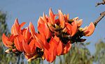 Flame of the Forest (Kimshuka or Palasa in Sanskrit, Palash in Bengali and Hindi, Porasum in Tamil, Parrot Tree) -- Butea monosperma