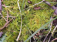 Mousse des jardiniers, espèce humicole.