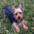 Australian Silky terrier