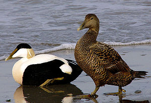 Eiderges (Somateria mollissima)