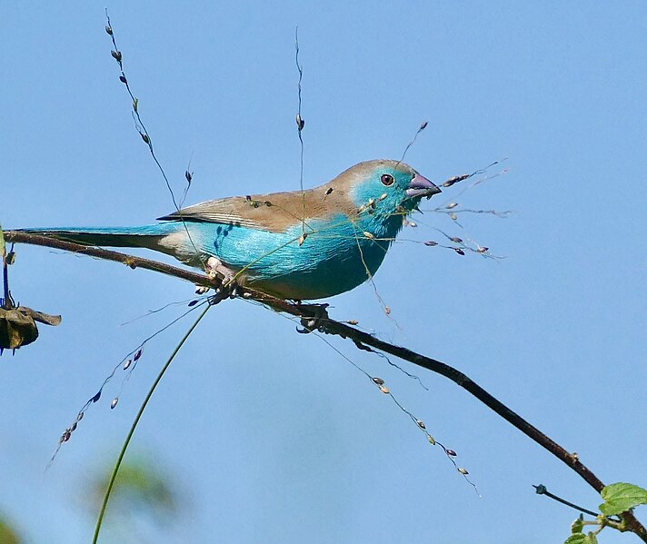 File:Southern Cordonbleu (Uraeginthus angolensis) eating grass seeds ... (52132009096).jpg