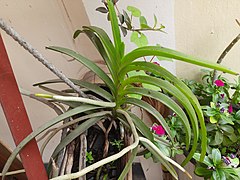 Vanda tessellata plant 2.jpg