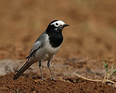 Motacilla alba personata