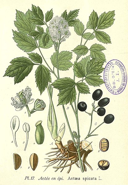 File:17 Actaea spicata.jpg