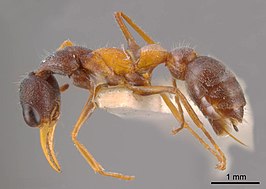 Myrmecia rubicunda