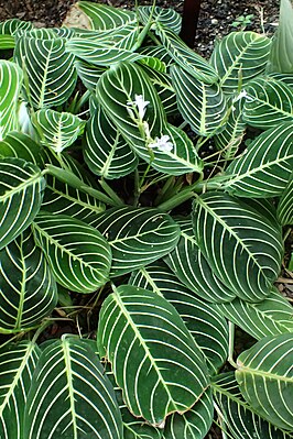 Maranta leuconeura