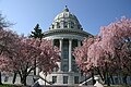 Flowering dogwood trees on the capitol's north side