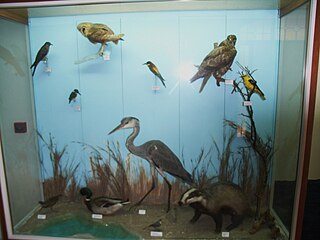 Fauna of Rhodes in Nature Museum Petaloudes