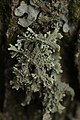 Evernia prunastri, lichene fruticoso