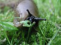 Arion vulgaris eating in the garden