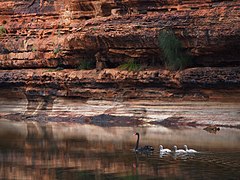 Black swans Kalbarri.jpg