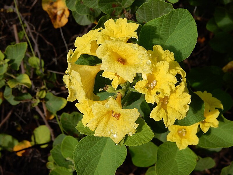 File:Cordia lutea 154206690.jpg