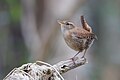 * Nomination A male Eurasian wren (Troglodytes troglodytes) singing in Franconville, France. --Alexis Lours 11:19, 1 January 2024 (UTC) * Promotion  Support Good quality. --Ermell 17:01, 1 January 2024 (UTC)