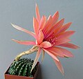 Echinopsis araliana (Khanon-selection 2003)