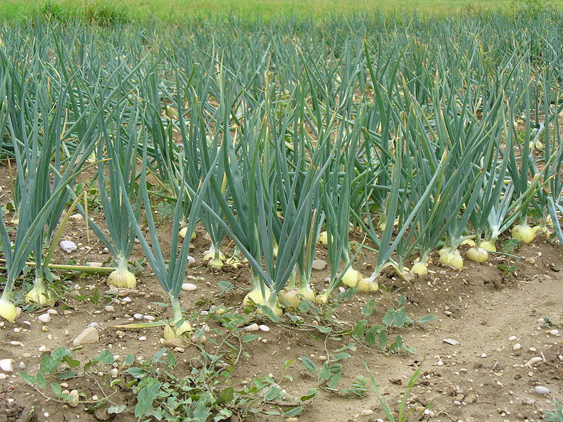 File:Field with onions.jpg