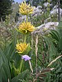 Gentiana lutea (fasciculi)