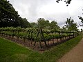 Pommiers en espalier