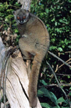 Lepilemur sahamalazensis