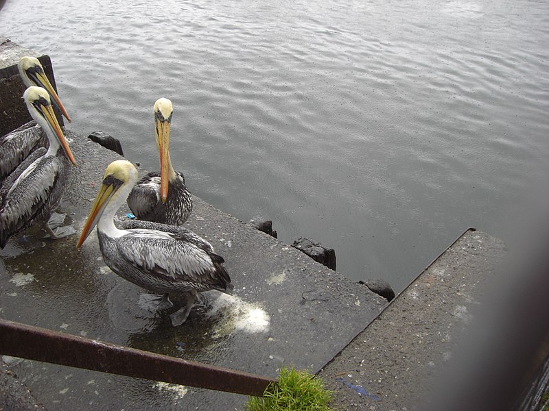 File:Pelecanus thagus, Puerto de Valdivia, Chile1.jpg