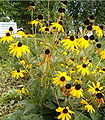 Rudbeckia fulgida 'Rubinstern'