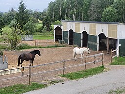 Hästar i inhägnad vid Rotbrunna häst och kursgård.