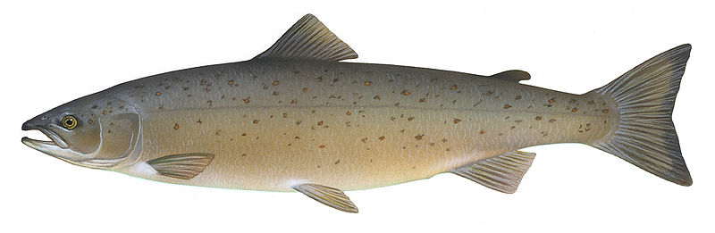 File:Salmo salar.jpg