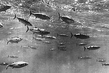 Skipjack tuna shoal.jpg