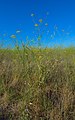 * Nomination: Theba pisana on Foeniculum vulgare, Montbazin, France --Christian Ferrer 07:11, 18 August 2013 (UTC) * * Review needed