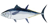 Thunnus thynnus, zimarroia, atungorria, hegalaburra