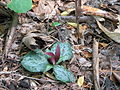 Trillium decumbens