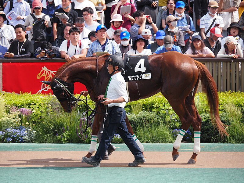 File:10R Deep Impact Cup (3win class, 4yo an up) dirt 1600m at tokyo raccourse (53749969932).jpg