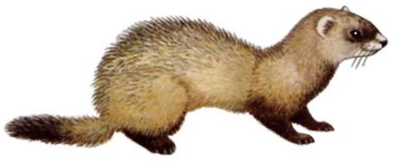 Mustela eversmanii (white background).png