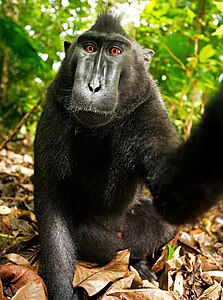 El selfi de un macaco negro crestado fue objeto de una disputa entre la Fundación Wikimedia y el fotógrafo que reclama derechos de autor.[14]​