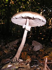 parasol mushroom (Macrolepiota procera)