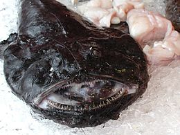 Вудильник звичайний (Lophius piscatorius)