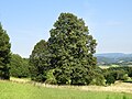 Molkenbaum bei Frankershausen