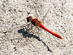 Sympetrum sanguineum (SDG 15)