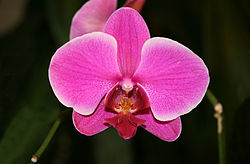 Orhideja Phalaenopsis