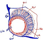 Auge der Würfelqualle Carybdea marsupialis, Epi  Epidermis, Cor  Cornea (Augenhornhaut), Lin  Linse [rot] (teilweise glasklar, teilweise noch mit erkennbaren Zellen), Lik  Linsenkapsel, Pri  Prismenzellen, Pyr  Pyramidenzellen