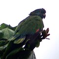 Amazona versicolor (cat.)