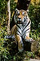 Amur-Tiger (Sibirischer Tiger) fotografiert im Allwetterzoo Münster