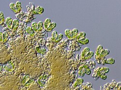 Botryococcus braunii.