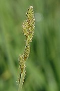 Carex canescens