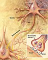 Major elements in chemical synaptic transmission